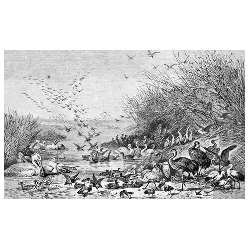     (Birds) 37 65. x 40. 2070