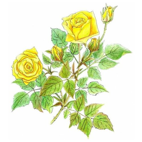      (Roses) 20 50. x 59.,  2250   