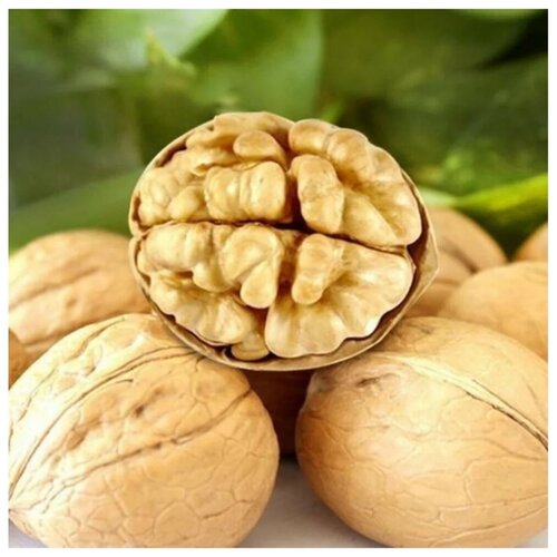 Семена Орешка Грецкий орех Чили крупный 5 шт. 650р