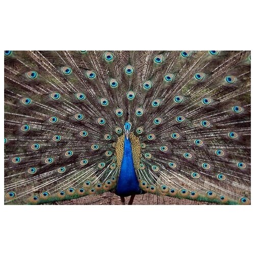     (Peacock) 2 64. x 40. 2060