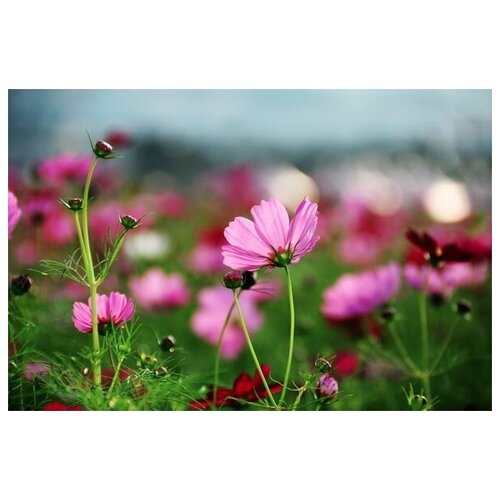      (Wildflowers) 1 60. x 40. 1950