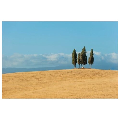 ������ �� ������ ������� � ���� (Trees in a field) �3 75��. x 50��. 2690�