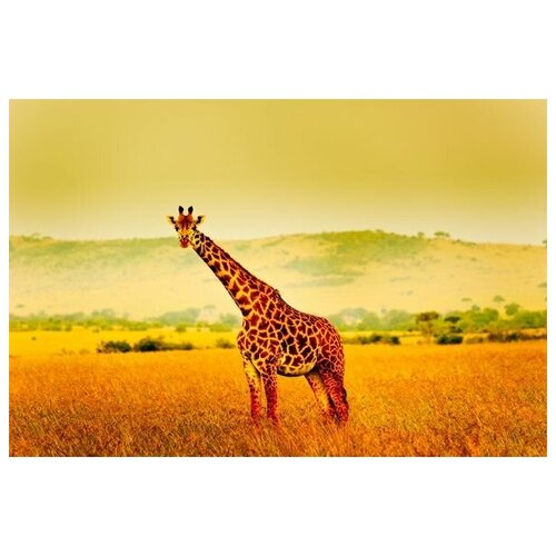       (Giraffe in Africa) 45. x 30. 1340