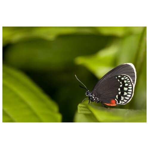     (Butterfly) 2 75. x 50. 2690