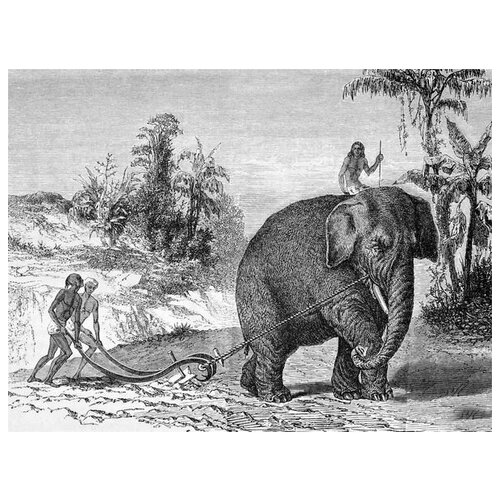     (Elephant) 14 67. x 50. 2470