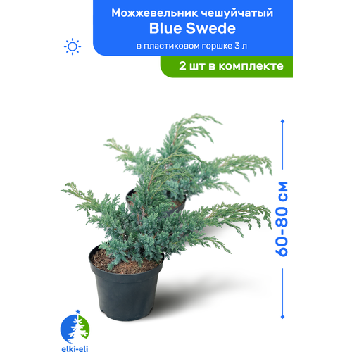 Можжевельник чешуйчатый Blue Swede (Блю Свид) 60-80 см в пластиковом горшке 3 л, саженец, хвойное живое растение, комплект из 2 шт 7500р