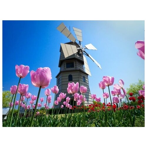       (Mill in the tulips) 40. x 30. 1220