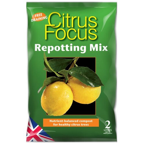  Citrus Focus 2  1200