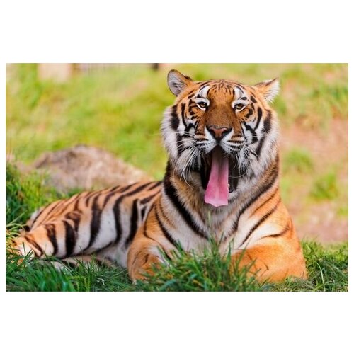     (Tiger) 16 45. x 30. 1340