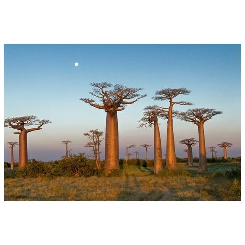       (Trees in Africa) 75. x 50. 2690