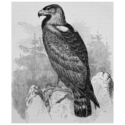     (Eagle) 2 40. x 48. 1680