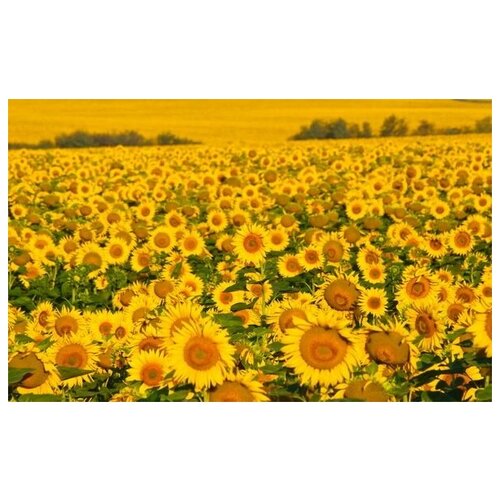    (Sunflowers) 24 64. x 40. 2060