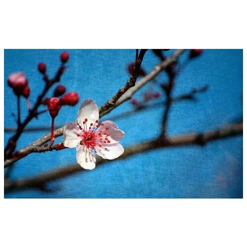     (Oriental cherry) 2 64. x 40. 2060