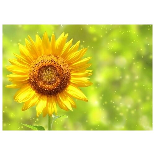      (Sunflower) 7 71. x 50.,  2580   