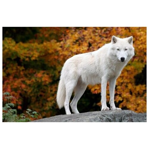   (Wolf) 2 76. x 50. 2700