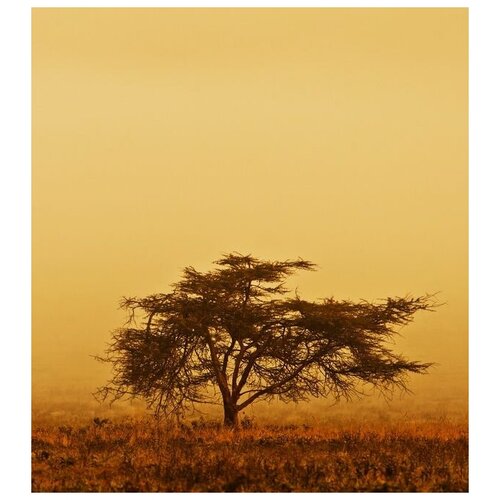       (Tree in Africa) 5 60. x 67. 2810