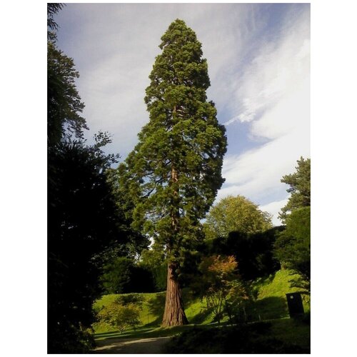 Семена Секвойя вечнозелёная (красная) / Sequoia sempervirens, 60 штук 842р