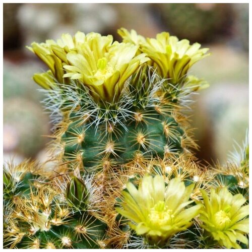     Echinocereus corelii SB-743 10 . 350