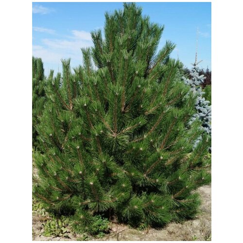     () / Pinus nigra pallasiana, 150 ,  855   Shop