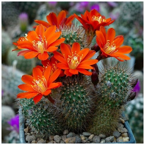     Rebutia fiebrigii FR-83 10 . 350