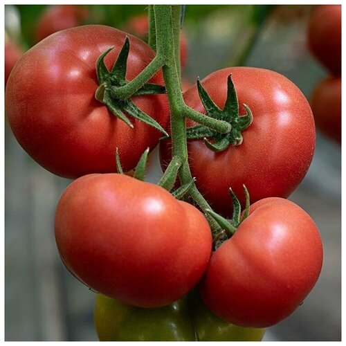 Томат Аламина F1, высоко урожайный, раннеспелый, устойчивый к заболеваниям, отличный вкус, 5 семян 301р