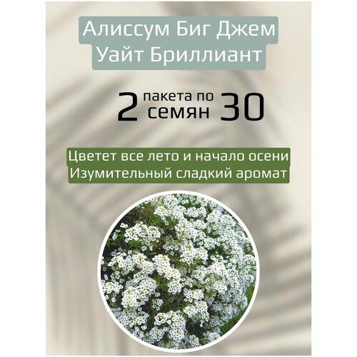 Цветы Алиссум Биг Джем Уайт Бриллиант 2 пакета по 30шт семян 323р