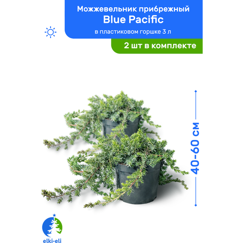 Можжевельник прибрежный Blue Pacific (Блю Пацифик) 40-60 см в пластиковом горшке 3 л, саженец, хвойное живое растение, комплект из 2 шт 5100р