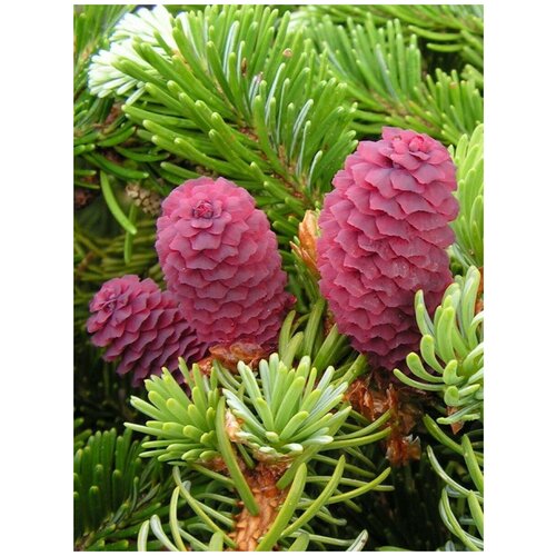     /   / Picea jezoensis (ajanensis), 20 ,  351   Shop