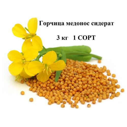 Сидерат Горчица желтая медонос 3 кг / 1 сорт всхожесть полная 594р