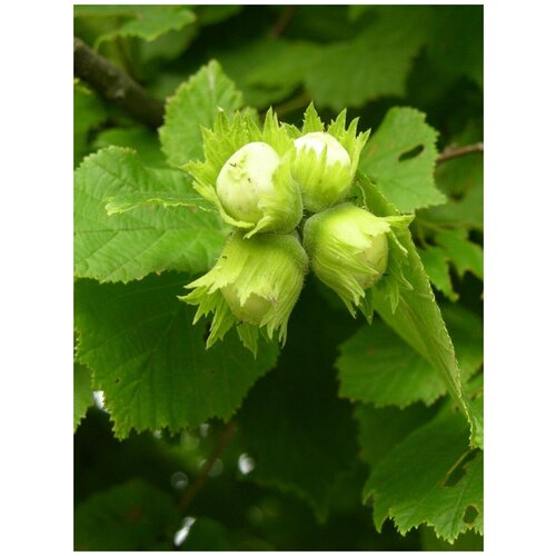    ( ) / Corylus avellana, 10  430