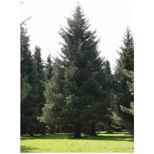   - /    / Picea schrenkiana tianschanica, 20  365