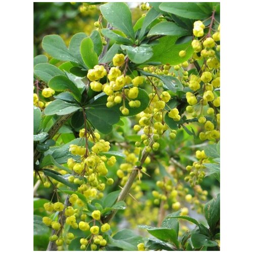    / Berberis densiflora, 15  360