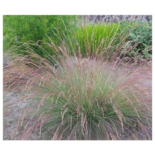   (. Festuca amethistin)  50 300