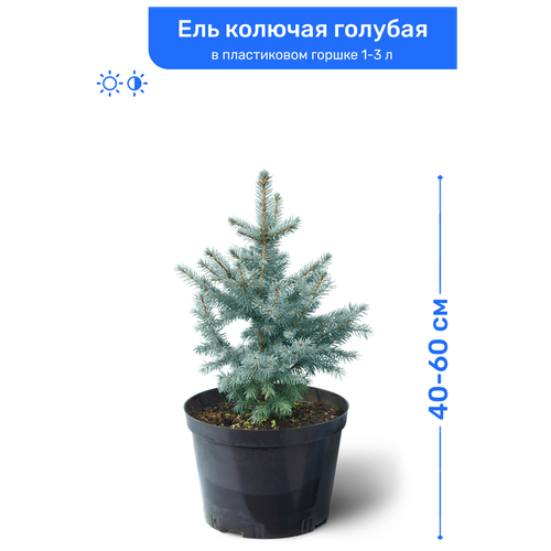 Ель колючая голубая 40-60 см в пластиковом горшке 1-3 л, саженец, хвойное живое растение 3750р