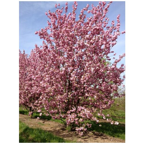     ( ) / Prunus serrulata, 10  401
