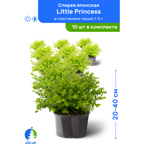 Спирея японская Little Princess (Литтл Принцесс) 20-40 см в пластиковом горшке 1-3 л, саженец, лиственное живое растение, комплект из 10 шт 9950р