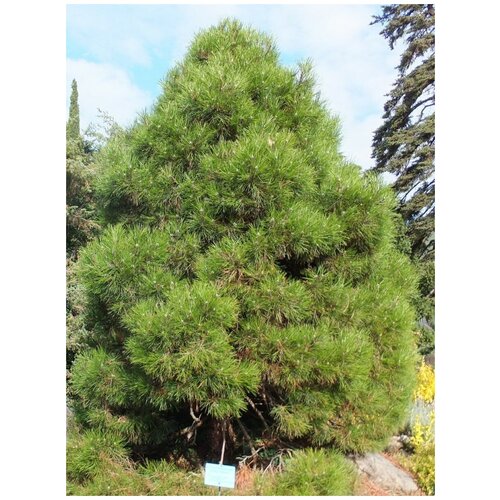     () / Pinus nigra pallasiana, 50 ,  360   Shop