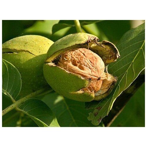    (. Juglans regia)  5 600