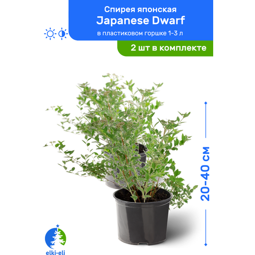 Спирея японская Japanese Dwarf (Джапаниз Дварф) 20-40 см в пластиковом горшке 1-3 л, саженец, лиственное живое растение, комплект из 2 шт 3097р