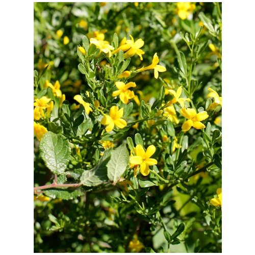 Семена Жасмин желтый кустарниковый (фрутиканс) / Jasminum fruticans, 15 штук 365р
