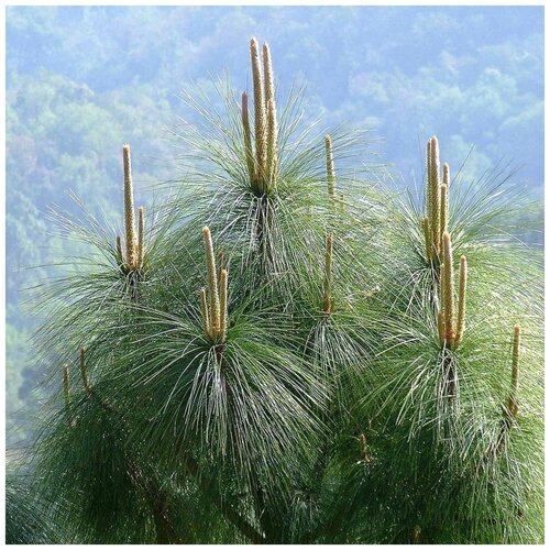 Сосна Роксбурга (лат. Pinus roxburghii) семена 10шт 390р