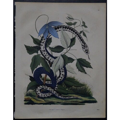 Европейский художник XIX века. Змея. 72000р