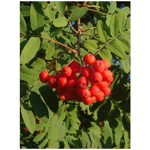 Семена Рябина обыкновенная / Sorbus aucuparia, 25 штук 310р