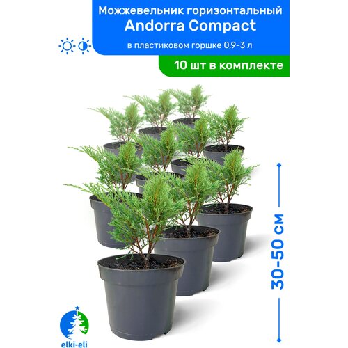Можжевельник горизонтальный Andorra Compact (Андорра Компакт) 30-50 см в пластиковом горшке 0,9-3 л, саженец, хвойное живое растение, 10 шт 17500р