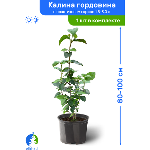Калина гордовина 80-100 см в пластиковом горшке 1,5-3 л, саженец, лиственное живое растение 2373р
