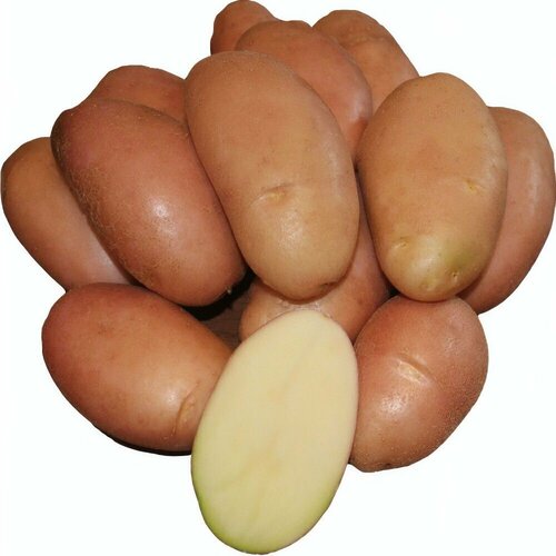 Картофель семенной Фаворит (2 кг) 500р