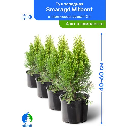 Туя западная Smaragd Witbont (Смарагд Витбонт) 40-60 см в пластиковом горшке 1-2 л, саженец, хвойное живое растение, комплект из 4 шт 8780р