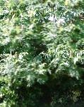 Сумах пушистый, или оленерогий (Уксусное дерево), декоративные кустарники