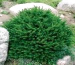 Ель подушковидная, декоративные кустарники, зеленый