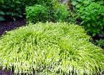 Хаконехлоа (Японская лесная трава), декоративные растения, разноцветный